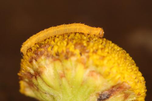 Réf. 288 679 : Gymnoscelis rufifasciata